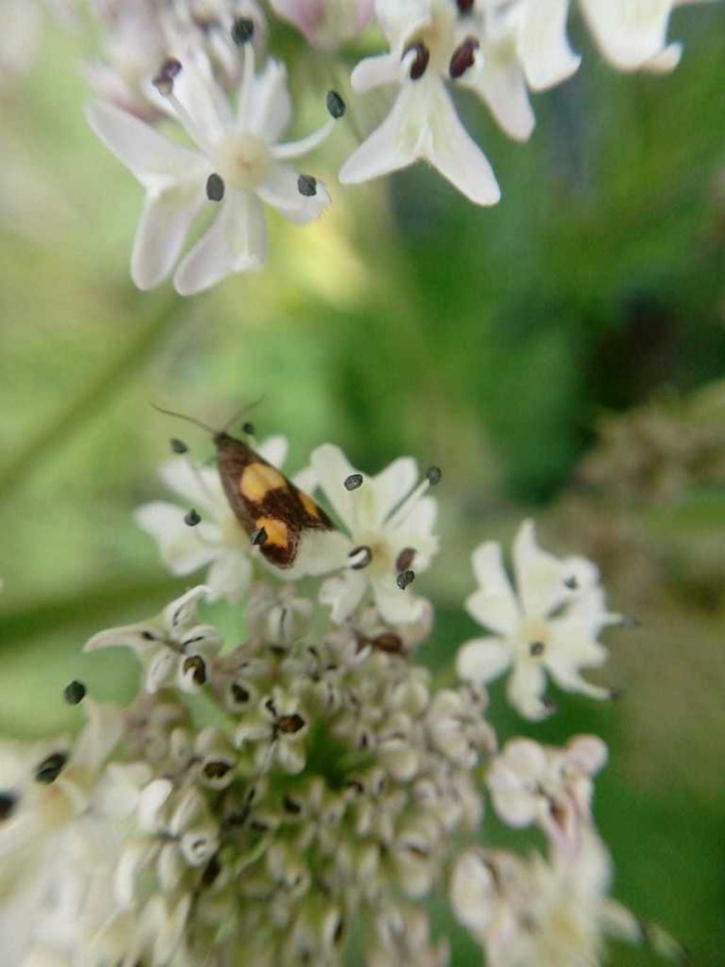 Richiesta di identificazione: Pammene aurana - Tortricidae